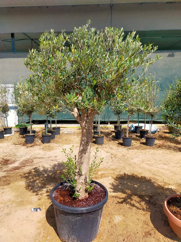 Olive Tree, Olea Europaea