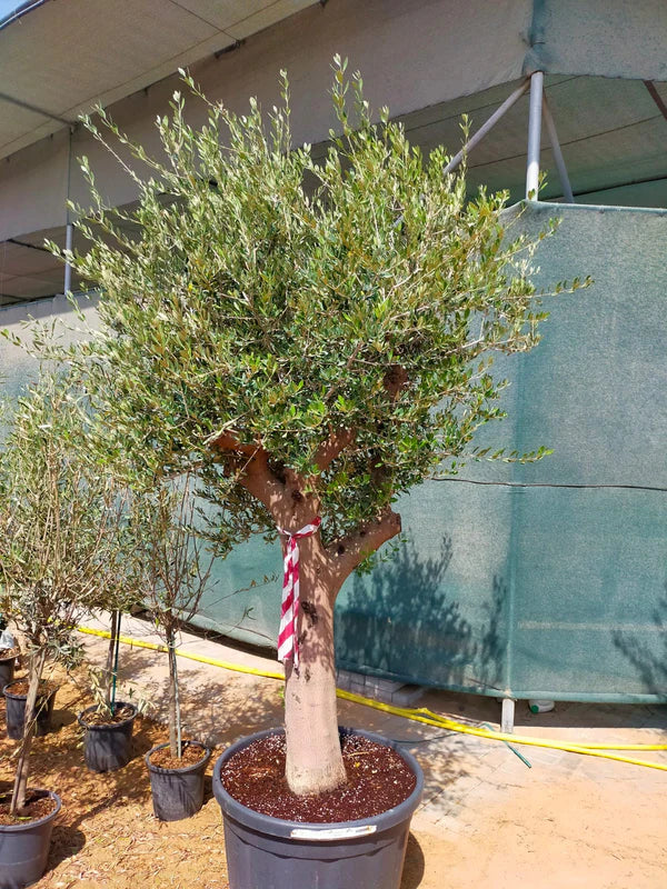 Olive Tree, Olea Europaea