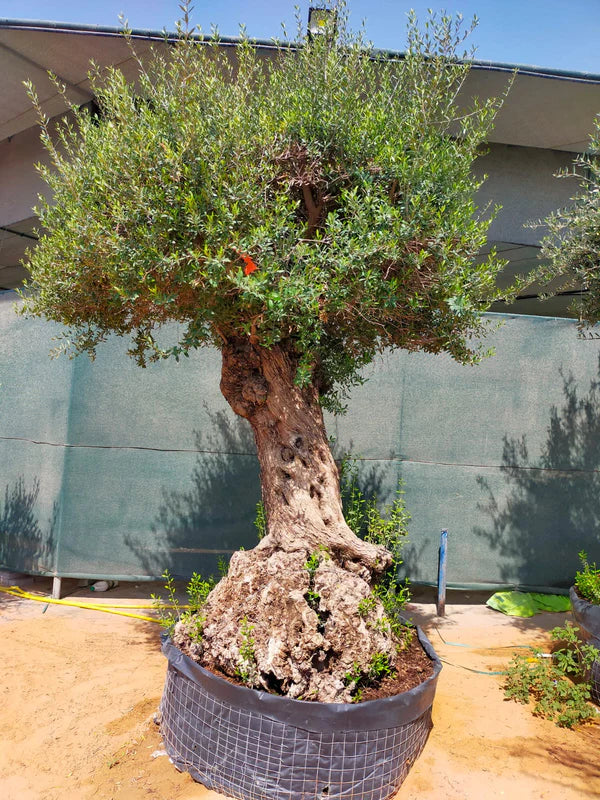 Olive Tree, Olea Europaea
