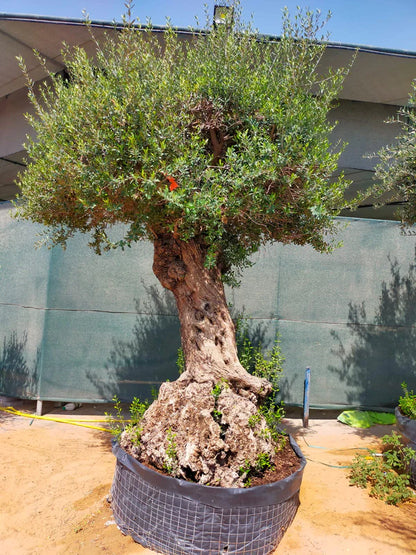 Olive Tree, Olea Europaea