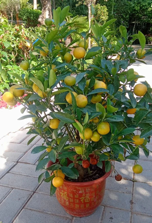 Calamansi Citrus