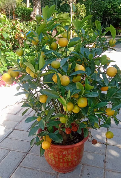 Calamansi Citrus
