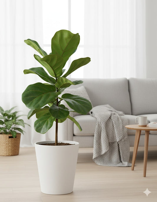 Fiddle Leaf Fig