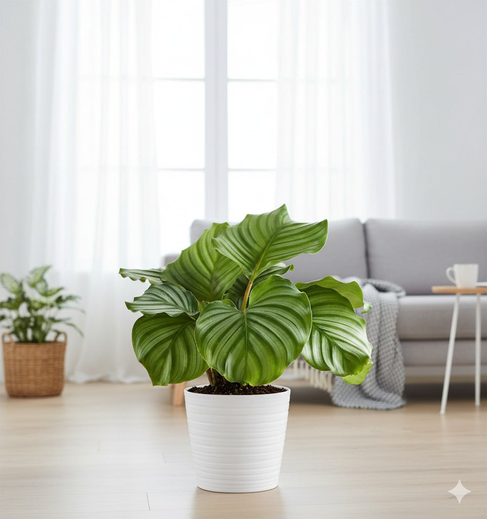 Calathea Orbifolia
