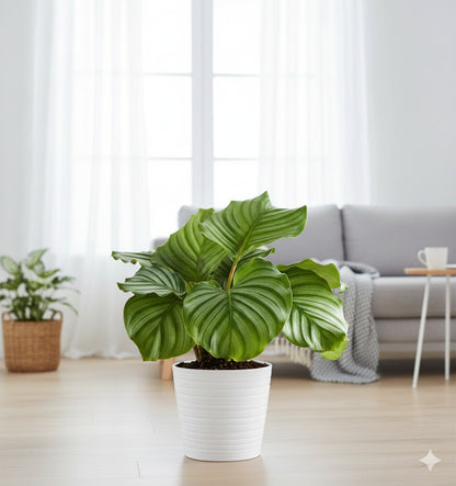 Calathea Orbifolia
