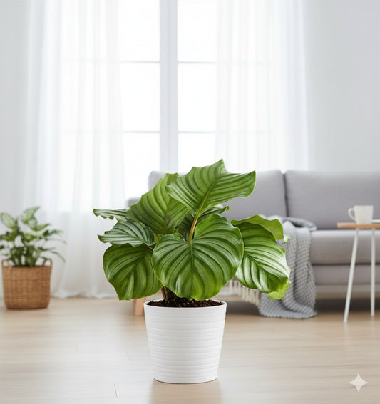 Calathea Orbifolia