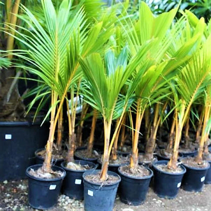 Coconut Palm
