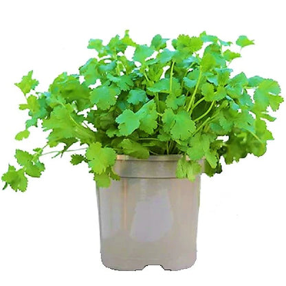 Coriander Plant