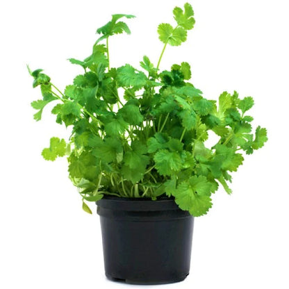 Coriander Plant