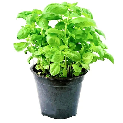 Green Basil, Sweet Basil