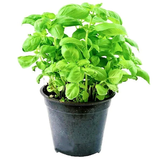 Green Basil, Sweet Basil