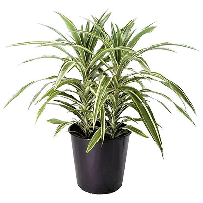 Dracaena Warneckii small