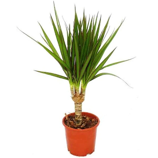 Dracaena Draco