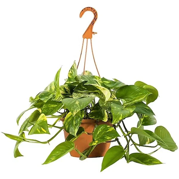Money Plant Hanging