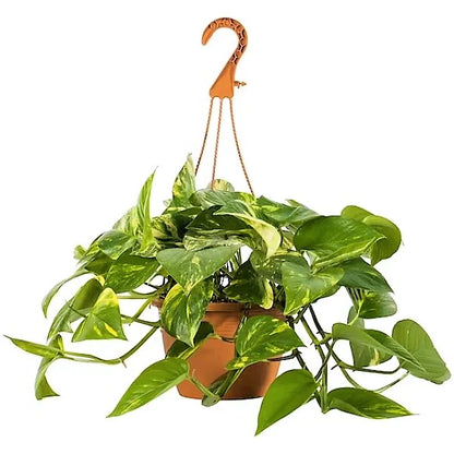 Money Plant Hanging