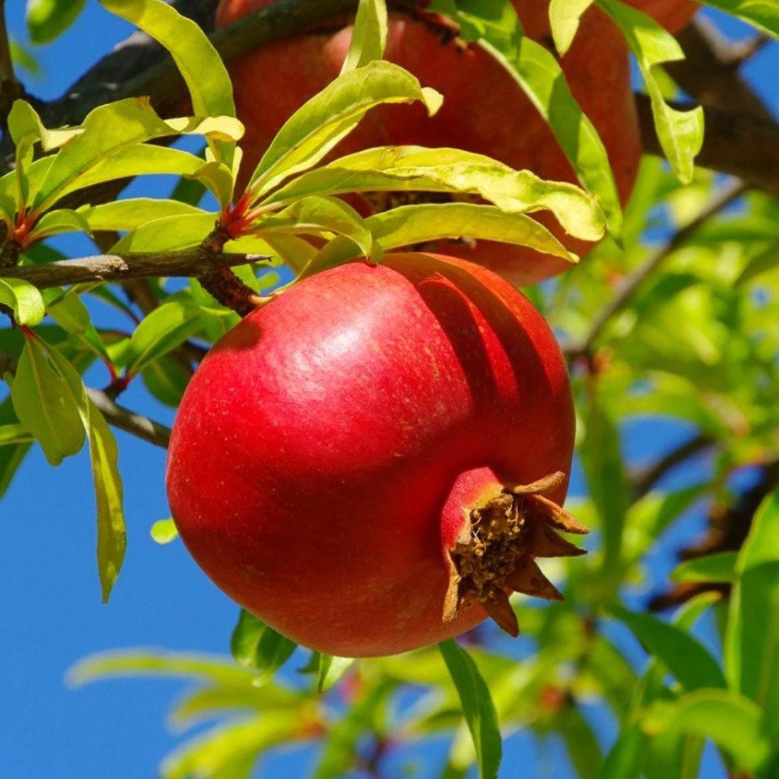 Pomegranate Tree