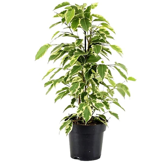 Ficus Benjamina Variegata