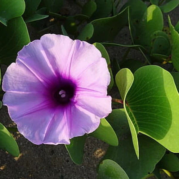 Ipomoea Climber