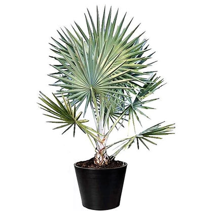 Bismark Palm