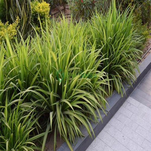 Pandanus Green