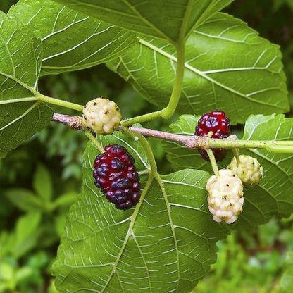 Mulberry Tree