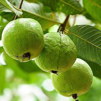 Guava Tree