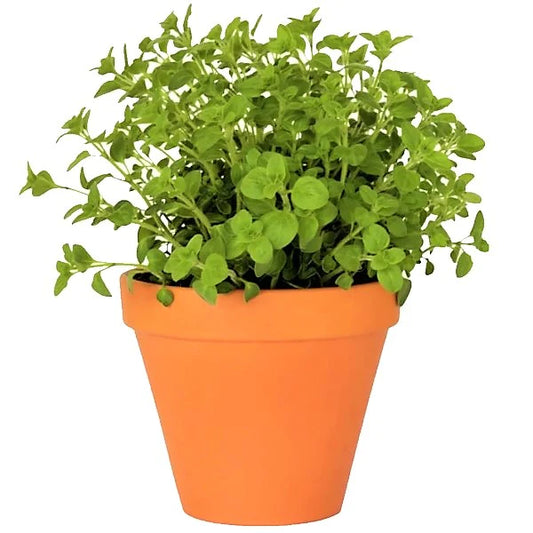 Oregano Herb