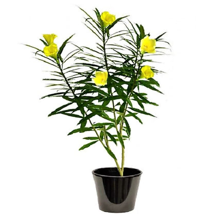 Thevetia - Yellow Oleander