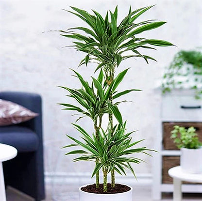 Dracaena Warneckei