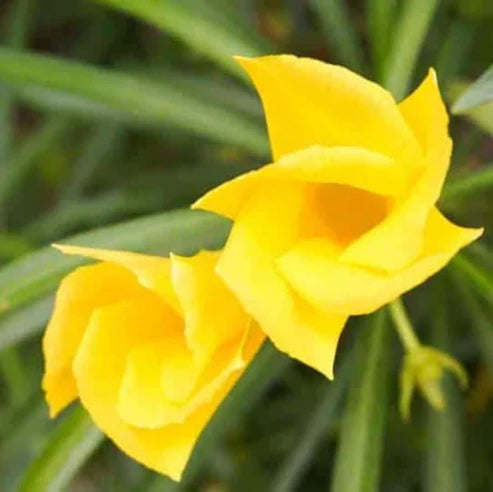 Thevetia - Yellow Oleander